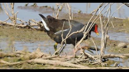 Common Moorhen