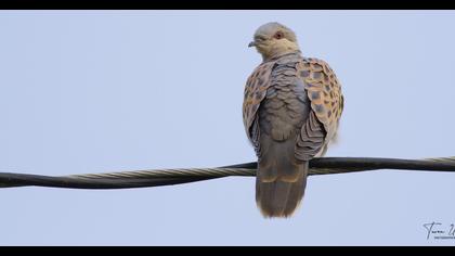 European Turtle Dove