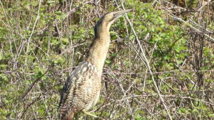 Eurasian Bittern