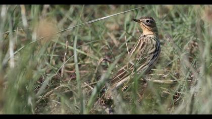 Red-throated Pipit