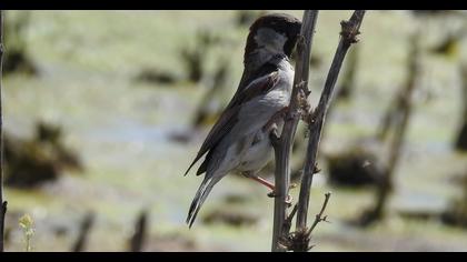 House Sparrow