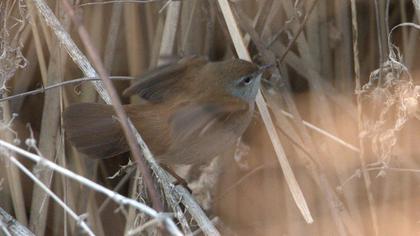 Cetti`s Warbler