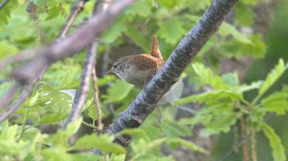 Eurasian Wren