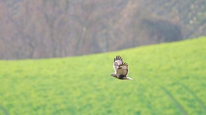 Rough-legged Buzzard