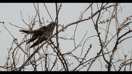 Common Cuckoo