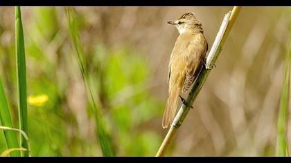 Great Reed Warbler