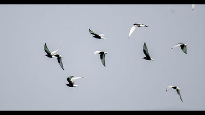 White-winged Tern