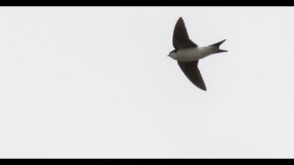 Common House Martin