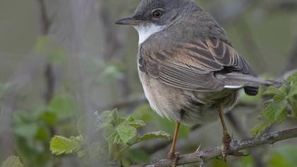 Common Whitethroat