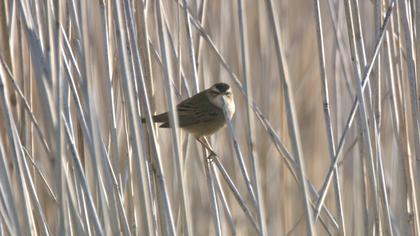 Sedge Warbler