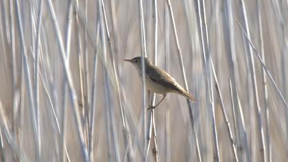 Eurasian Reed Warbler