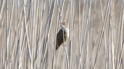 Great Reed Warbler
