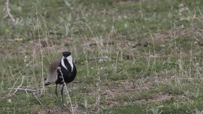 Spur-winged Lapwing