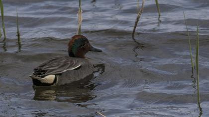 Eurasian Teal