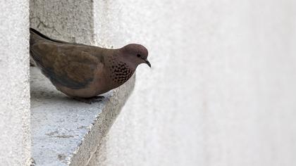 Laughing Dove