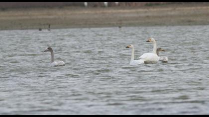 Tundra Swan