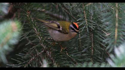Common Firecrest