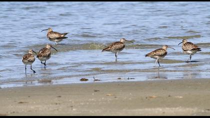 Whimbrel