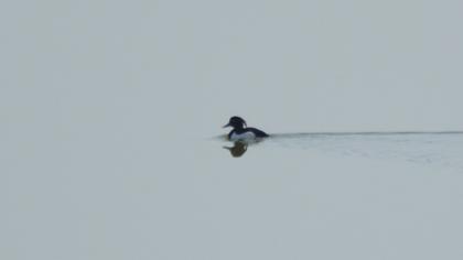 Tufted Duck