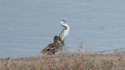 Great Crested Grebe