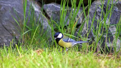 Great Tit