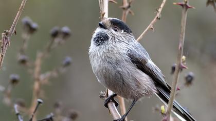 Long-tailed Tit