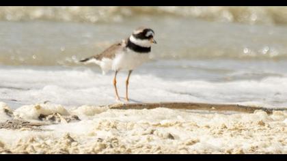 Common Ringed Plover
