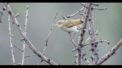 Eastern Bonelli`s Warbler
