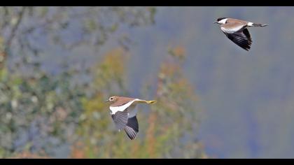Akkuyruklu kızkuşu