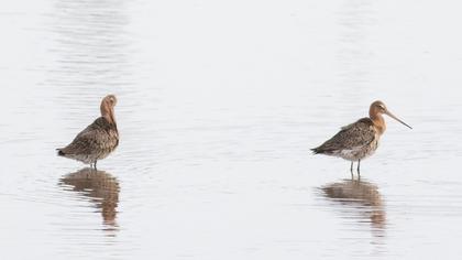 Black-tailed Godwit