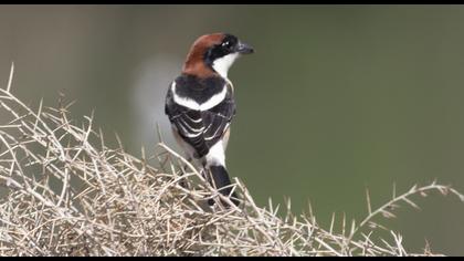 Kızılbaşlı örümcekkuşu