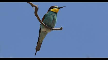 European Bee-eater