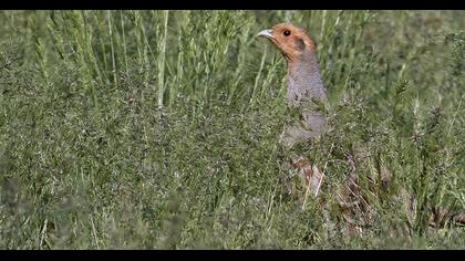 Grey Partridge