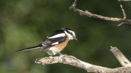 Masked Shrike