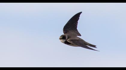 Sand Martin