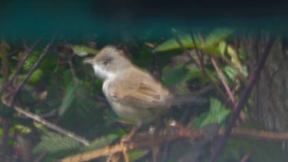 Common Whitethroat