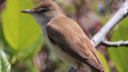 Büyük kamışçın