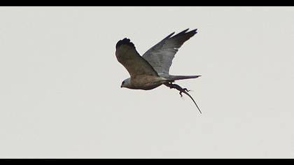 Levant Sparrowhawk