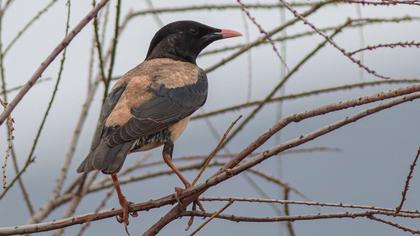 Rosy Starling