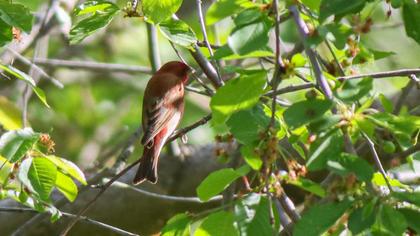 Common Rosefinch