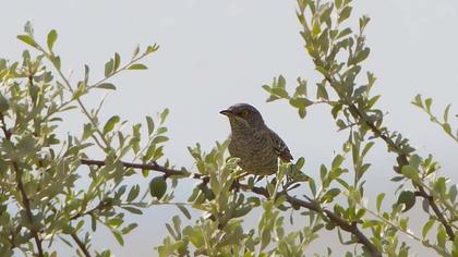 Barred Warbler