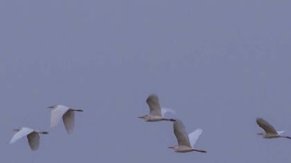 Western Cattle Egret