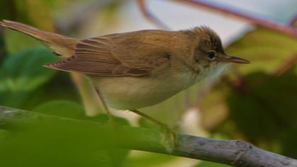 Eurasian Reed Warbler