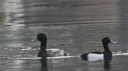Greater Scaup