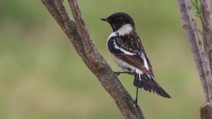 Siberian Stonechat