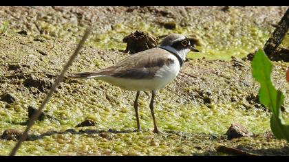 Little Ringed Plover