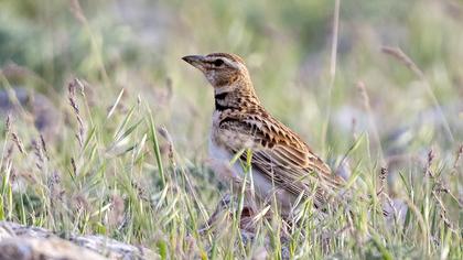 Küçük boğmaklı toygar