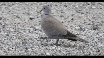Eurasian Collared Dove