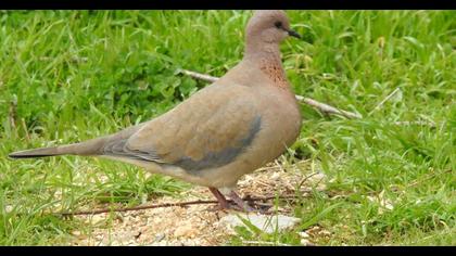 Laughing Dove