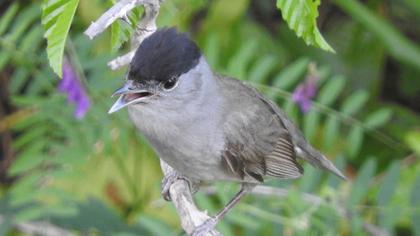 Eurasian Blackcap
